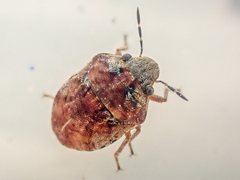 Homaemus variegatus