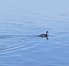 Podiceps auritus