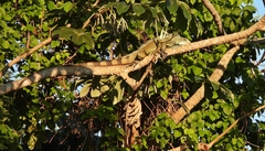Iguana iguana