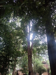 Dalbergia latifolia