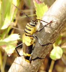 Megacyllene decora