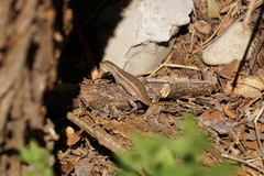Sceloporus variabilis marmoratus