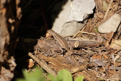 Sceloporus variabilis marmoratus