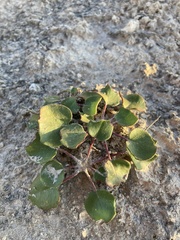 Eriogonum gypsophilum