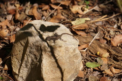 Sceloporus variabilis marmoratus