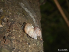 Choanopomops largillierti