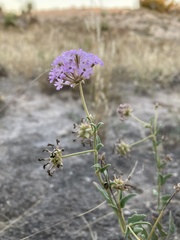 Abronia nealleyi