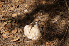 Sceloporus variabilis marmoratus
