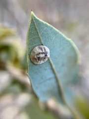 Paracraspis guadaloupensis