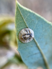 Paracraspis guadaloupensis