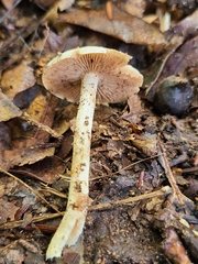 Hebeloma albidulum