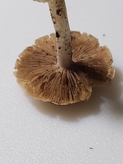 Hebeloma albidulum