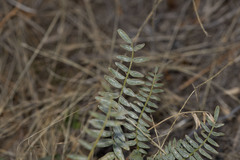 Astragalus douglasii