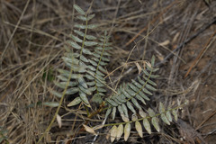 Astragalus douglasii