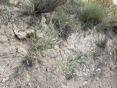 Gaillardia multiceps