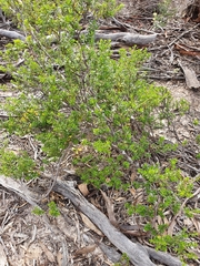 Pomaderris obcordata