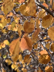 Amelanchier utahensis utahensis