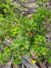 Pomaderris obcordata