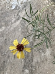 Gaillardia multiceps
