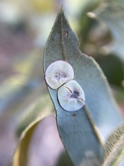 Paracraspis guadaloupensis