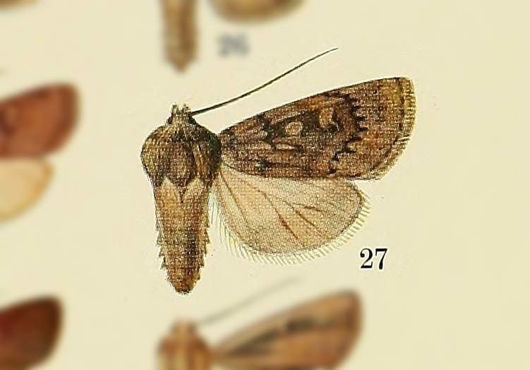 Actebia monogramma