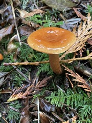Lactarius luculentus