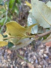 Paracraspis guadaloupensis