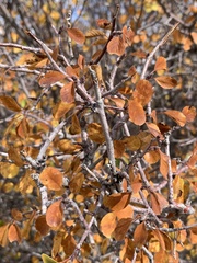 Amelanchier utahensis utahensis