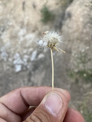 Gaillardia multiceps