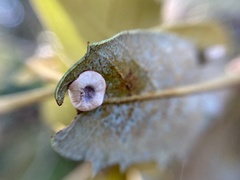 Paracraspis guadaloupensis