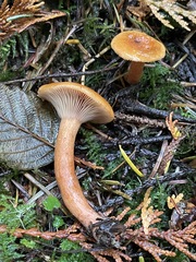 Lactarius luculentus