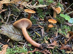 Lactarius luculentus