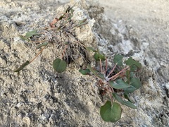Eriogonum gypsophilum