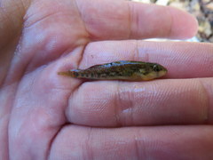 Etheostoma spectabile