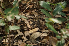 Sceloporus variabilis marmoratus