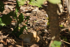 Sceloporus variabilis marmoratus