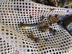 Etheostoma spectabile