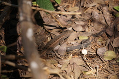 Sceloporus variabilis marmoratus