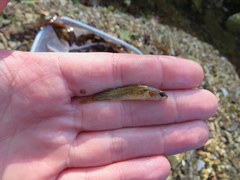 Etheostoma crossopterum