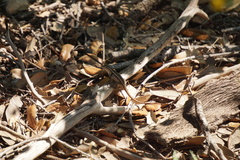 Sceloporus variabilis marmoratus