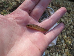 Etheostoma crossopterum