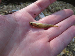 Etheostoma crossopterum
