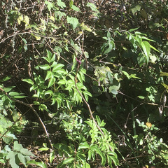 Wisteriopsis reticulata