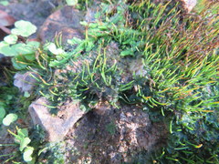 Phaeoceros carolinianus