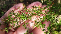 Cryptandra longistaminea