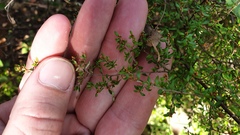 Cryptandra longistaminea