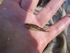 Etheostoma spectabile