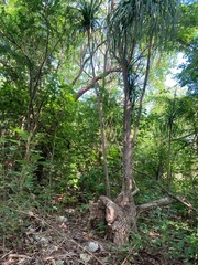 Beaucarnea