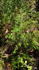 Cryptandra longistaminea