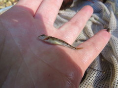 Etheostoma spectabile